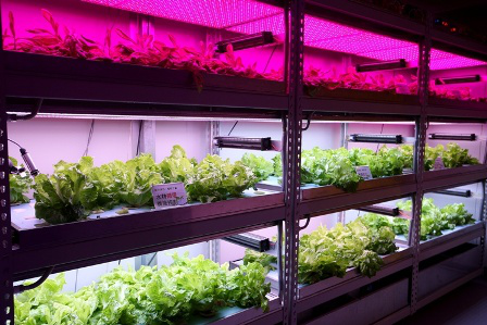 news-Plant factories the future of farming-HICOOL-img