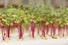 HICOOL mini split ac unit company for horticulture
