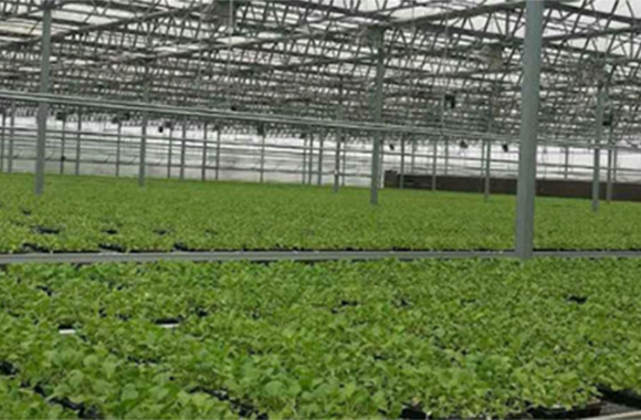 Africa-Angola,Luanda Large Farm Project<br>Adopting Two-Stage Evaporation System (IDEC)
