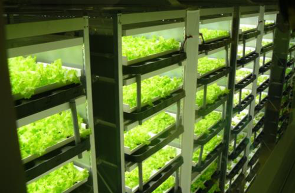 Asia-Russia, St. Petersburg Greenhouse Farm Project<br> Uses OptiClimate Packaged Unit