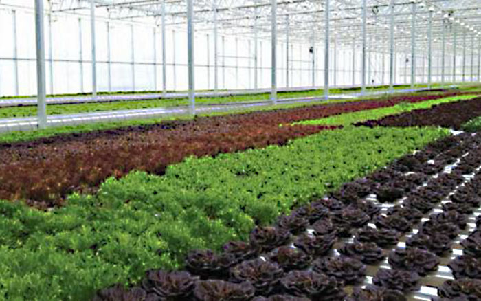 control direct and indirect evaporative cooling greenhouse horticulture HICOOL Brand