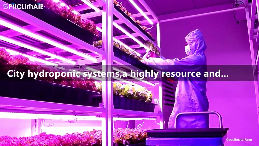 Hydroponics for Healthy Communities
